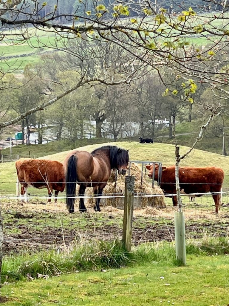 shetland kye highland ponies 768x1024