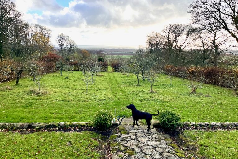 East neuk orchard1 768x514