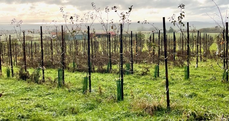 East neuk orchard4 768x406